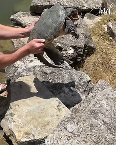 Stuck turtle gets saved and returns back to water! | MetDaan Fashion