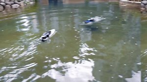 Watch Remote Control Boats on Amazon Live