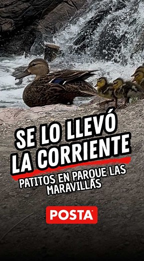 Familia de patos en riesgo por corriente en Parque Las Maravillas