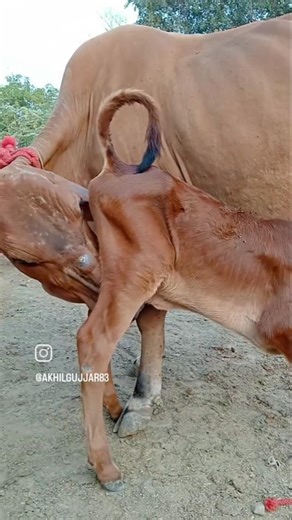 please subscribe my channel #automobile #baffalo #subscribe #cow #farming