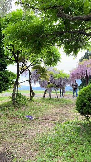 十ノ瀬藤の郷の藤の花 見頃と散り始めの写真散歩