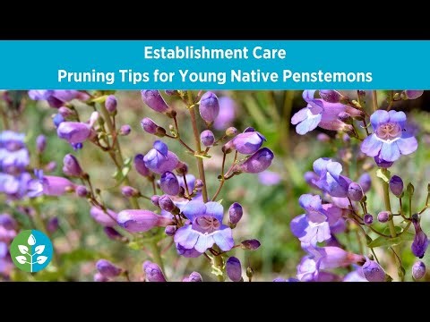 Pruning Tips for Young Native Penstemons | Establishment Care