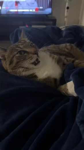 Lucifer Laughing Cats Bringing Evil Fun