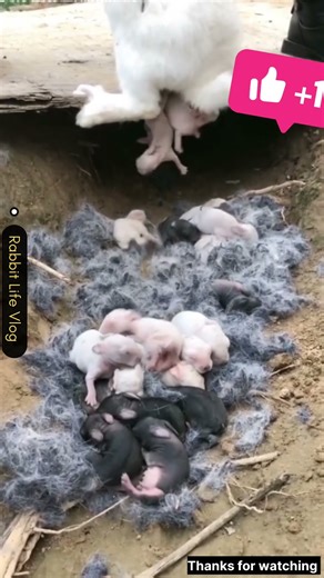 rabit lovely giving birth #babypet #adorably #animals #adoreble #rabbit #farming #funny #babyanimal
