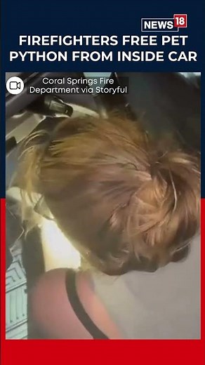 Snake Found Inside Car Dashboard in Florida, Firefighters Rescue It | Florida News | N18S