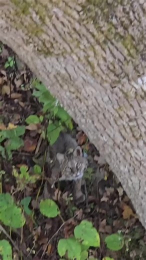 #stitch with @Collin Lancaster #animals #why #no