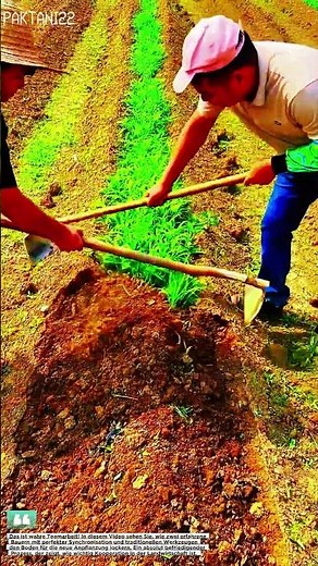 Perfekter Rhythmus! Du wirst nicht glauben, wie schnell sie die Erde lockern!#farmer #skills #viral