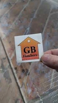 Level old floor 7mm laminate LevelQuik RS floor leveler WannaD