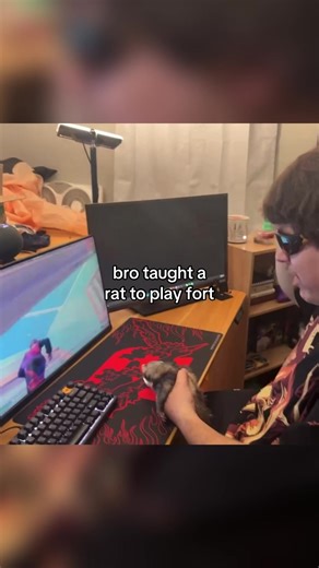 twitch: mattdally #streamer #mattdally | rat