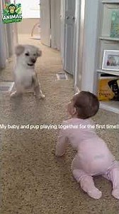 Funny Baby & Pet Moments. #baby #pets #babies #cuteanimals #funny #cutebaby #petvideos
