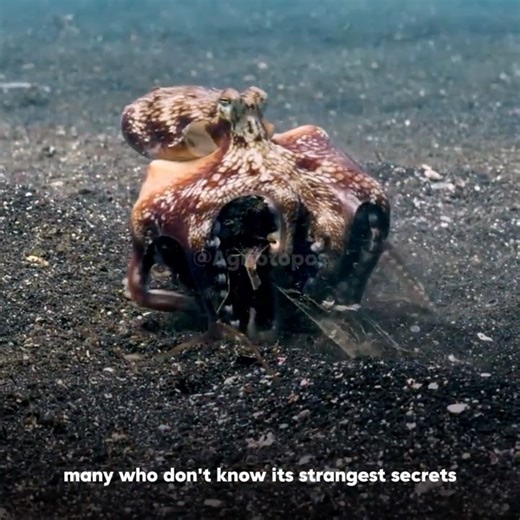 Octopus Facts That Will Blow Your Mind