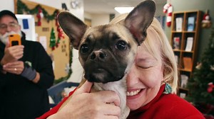 See starved Taunton puggle's 'amazing' recovery as she greets her fans