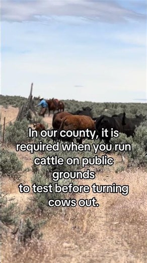 Why do we trich test our bulls?Trichomoniasis is a sexually transmitted disease…