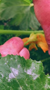 7.8K views · 219 reactions | Squash Flower Pollination! | Texas Garden Guy | Facebook