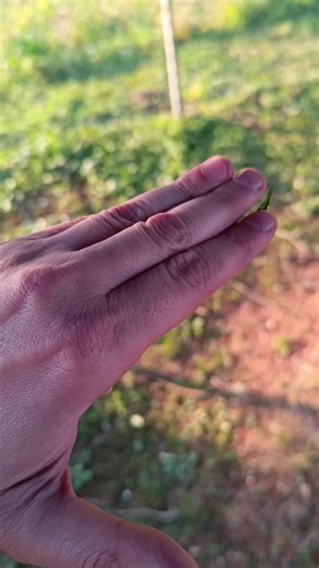 Cyclommatus Metallifer Origami #origami #origamiart #cyclommatusmetallifer #paperartist #insects