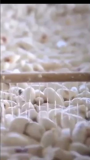 sabudana Making Process| #food #factory #making