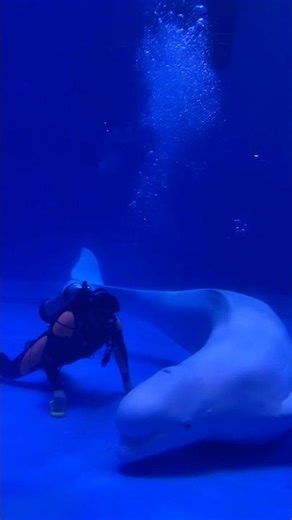 Whale Playing With Diver Underwater 😱🐋