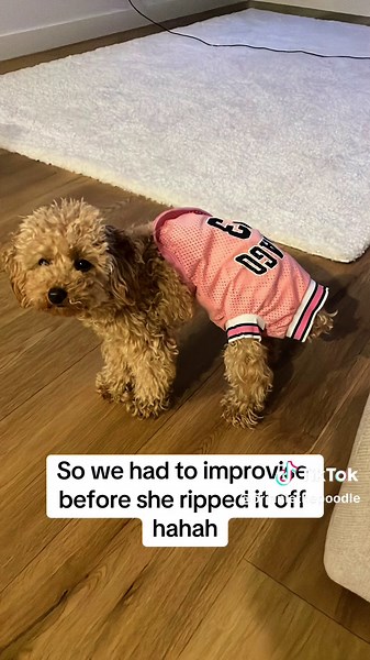 Understanding Your Toy Poodle's First Period