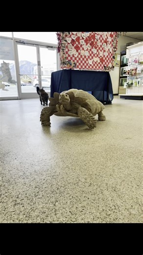 Rockstar pets Utah on Instagram: "This is Roadblock’s theme song! 🎵 #sulcatatortoise #pets #storepet #reptilelover"