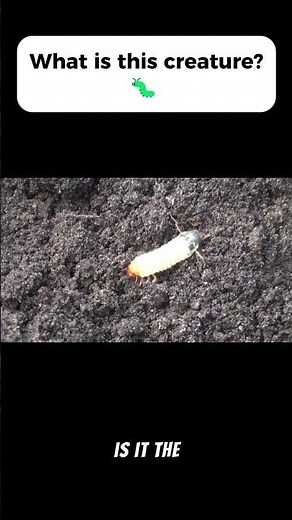 What Kind of Creature Is This Larva? 🐛 Chickens Loved It!