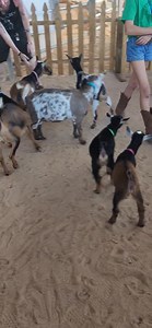The goats have arrived for their party! Silent Goat Disco starts at 8pm. This is a sold out event. If you have tickets, enter the Cattlemen's Arena on the EZone side. | Clay County Fair- Florida
