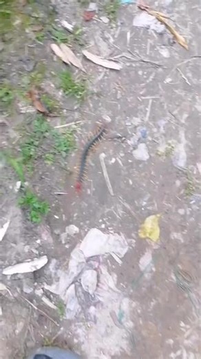 沉侵式/真实第一视角体验在繁华城市的路边野采✨抓巨型少棘蜈蚣~欢迎大家来到美丽的杭州！！！#浙江#户外#神奇动物#沉侵式体验#人与自然