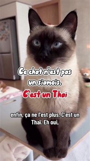 Siamois ou Thaï ? Découvrez les chats colorpoint