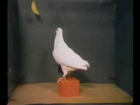 A Pigeon Solves the Classic Box-and-Banana Problem