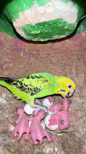 Female budgies parrot hatch squirrel 🐿️ baby #petvlogs#short