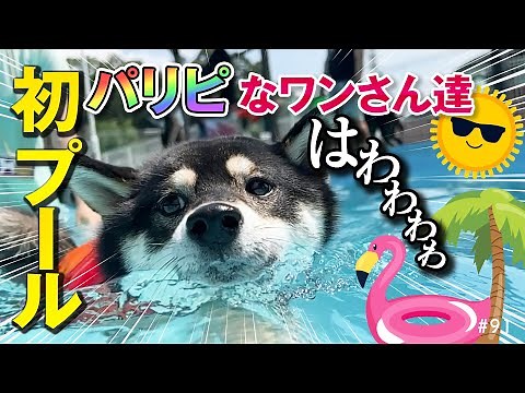 A Shiba Inu swimming in the pool surrounded by party-loving dogs