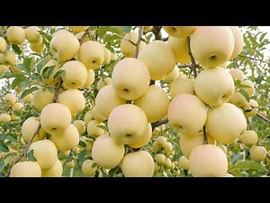How Golden Delicious China Apples Are Grown | Giant Apple Harvest Process