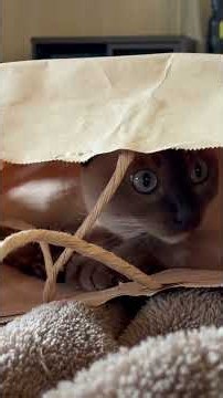 【トンキニーズのRuby14】#cat #cute #pets