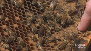 Free tour offers insight into the world of bees