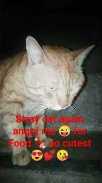 stray cat again angry me 😜 for Food 🍖 so cutest 😘🐈💕