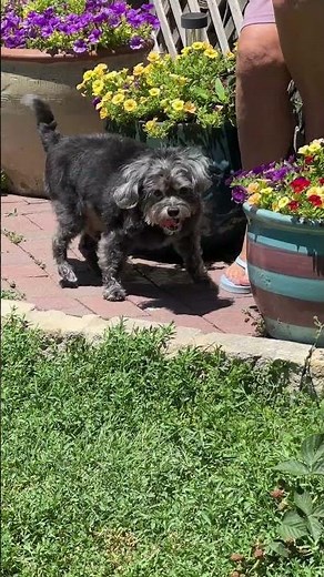 Griffin, a WAAL 8 year old male Miniature Poodle and Shih Tzu Mix