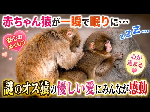 赤ちゃん猿が一瞬で眠りに…謎のオス猿の優しさに感動🥹❤️#赤ちゃん猿 #ニホンザル #猿 #感動 #癒し #動物 #心温まる #ほっこり #動物動画 #癒し動画