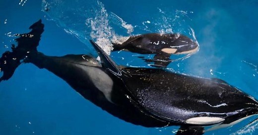 Activists blame life in captivity for baby orca's death at SeaWorld