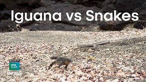 Every week, there are 26 crews shooting across the world to bring you stories of our world you’ve never seen or heard before. #FeelAlive with the most amazing display of wildlife and get a closer look into their world with Sony BBC Earth. | Sony BBC Earth