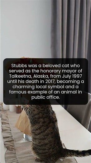 The Remarkable Story of the Cat Who Ruled Talkeetna Without a Vote