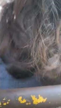 Hairplay secretly in public bus