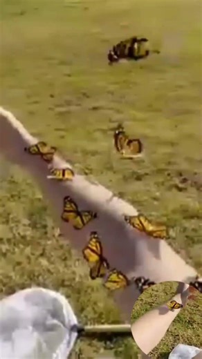 🦋 Catching Butterflies in the USA | Nature Adventure You Won’t Believe!