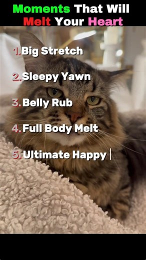 Moments That Will Melt Your Heart 🥺 Top 5 Kitten Stretch, Yawn & Belly Rub Moments!