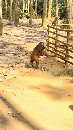 Monkey Runs Fast with a Snake | Wild Jungle Moment 🐒