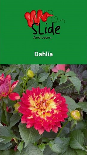 The National flower of Mexico | The beautiful Dahlia