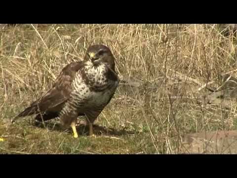 La buse variable DV 16-9 mp4