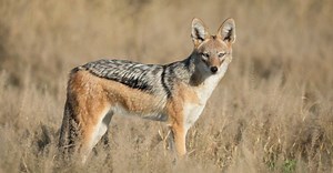 Jackal vs Hyena: Who Would Win in a Fight?