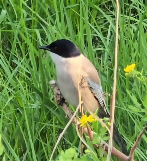 한미모하는 물까치~~#자연 #birds #healing #nature #힐링 #물새 #물까치 #야생조류 #wildbird's