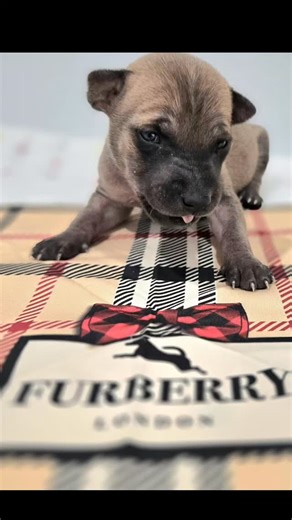 A thousand photos for one usable one... #Ridgeback #phuquocridgeback #puppylove #vietnameseridgeback #rarebreed | Vietnamese Phu Quoc Ridgeback Dogs - Southern California - aka SoCal VPQR | Facebook