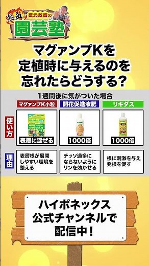 マグァンプKを忘れたら【園芸の基本】マグァンプKを定植時に忘れてしまったらどうする？〜リカバリーの方法を塾長が熱血解説！！🔥〜【園芸塾】【ハイポネックス】