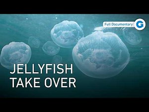Baltic Sea, A Changing World: From Jellyfish to Climate Change | Full Documentary